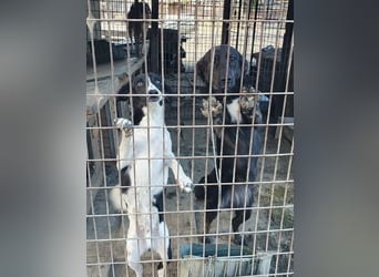 ♥SANCHO♥ wunderbarer, hübscher, anhänglicher, sensibler Jungrüde 48 cm