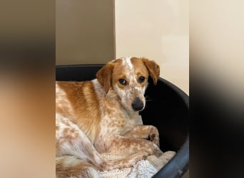 ♥LUZ♥ neu auf Pflegestelle bei Köln - süße, wunderschöne, noch zurückhaltende Junghündin 41 cm