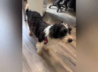 ♥OLE♥ neu auf Pflegestelle bei Köln - süßer, unkomplizierter, lieber Rüde mit tollem Charakter 45cm