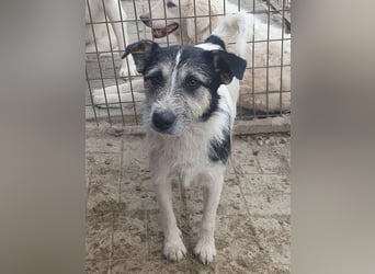 ♥FRIDO♥ süßer, hübscher, neugieriger Hundejunge mit terrierähnlichem Aussehen 49 cm