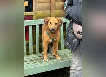 ♥BECKY♥ auf Pflegestelle in Köln - zuckersüße, hübsche, noch vorsichtige Hündin 45cm