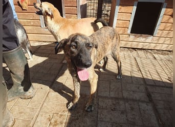 ♥JOELINA♥ super liebe, verschmuste hübsche gestromte Hündin 49 cm