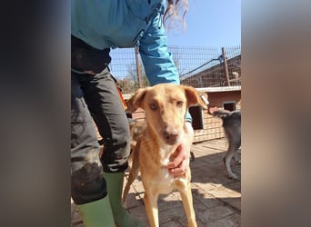 ♥SANTOS♥ anhänglicher, fröhlicher, aktiver, ganz toller Rüde 44 cm