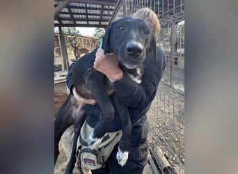 ♥ELENA♥ wunderschöne, aufgeweckte, unkomplizierte Traumhündin 50 cm