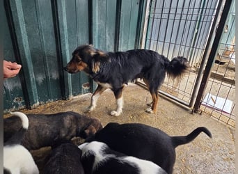 ♥SALOME♥ neu auf Pflegestelle bei Leverkusen - bildhübsche, sensible, kluge Hundemama 49cm