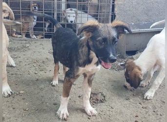 ♥HAZEL♥ wunderschöne, ganz menschenbezogene Herzenshündin - wird mittelgroß