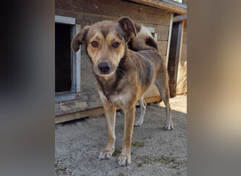 ♥CODY♥ wunderschöner tricolor-farbener, anhänglicher, sportlicher Rüde 45 cm