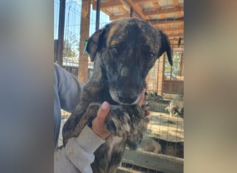 ♥MABLE♥ wunderschöne braun gestromte, ganz liebe, anfangs noch etwas vorsichtige Junghündin 47 cm