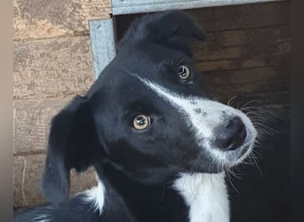 ♥SANCHO♥ wunderbarer, hübscher, anhänglicher, sensibler Jungrüde 48 cm