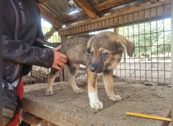 ♥ALISON♥ bezaubernde, verschmuste Junghündin voller Lebensfreude 49 cm