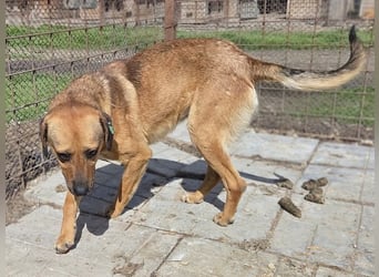 ♥FABIO♥ wunderschöner, aufgeweckter, ganz menschenbezogener Jungspund 49 cm
