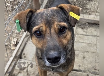 ♥BEN♥ Traumhund mit wundervollem Charakter, der auf seine Menschen wartet 49 cm