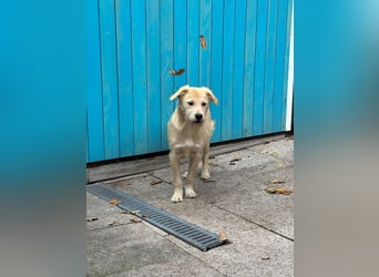 ♥BARNY♥ auf Pflegestelle bei Köln - zuckersüßer, anfangs noch vorsichtiger, verspielter Bub 44 cm