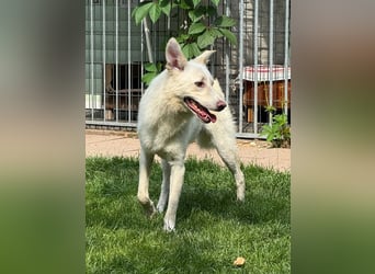 ♥BLANCO♥ auf Pflegestelle bei Köln - sportlicher, zarter, ganz lieber und sensibler Rüde 48cm