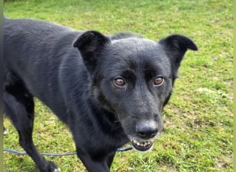 ♥KINDRA♥ neu auf Pflegestelle bei Köln - süße, verschmuste und unkomplizierte Hündin 50 cm