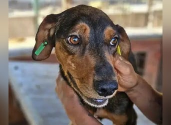 ♥GAROU♥ wunderschöner rotbraun-schwarzer, anhänglicher Rüde mit unglaublicher Lebensfreude 50 cm