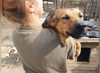 ♥MALAIKA♥ wunderschöne, fröhliche, aktive Hündin mit ganz viel Charme 50 cm