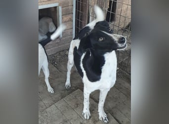 ♥SANCHO♥ wunderbarer, hübscher, anhänglicher, sensibler Jungrüde 48 cm