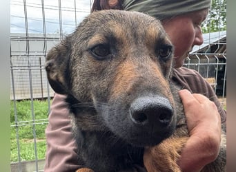 ♥MARCO♥ süßer, ganz lieber und menschenbezogener Rüde mit sanftem Charakter 46 cm