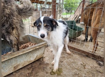 ♥FLORENCE♥ ab 9. Mai auf Pflegestelle bei Köln - bezaubernde, anfangs noch vorsichtige Hündin 48cm