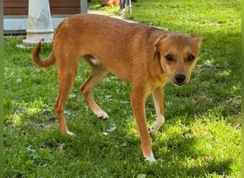 ♥PUMUCKL♥ auf Pflegestelle in Köln - zuckersüßer, kluger, sensibler, vorsichtiger Junghund 41 cm