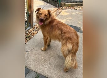 ♥MANOLO♥ neu auf Pflegestelle bei Köln - süßer, knuffiger, aufgeweckter Junghund 44 cm