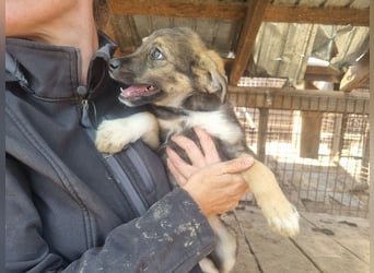 ♥ALISON♥ bezaubernde, verschmuste Junghündin voller Lebensfreude 49 cm