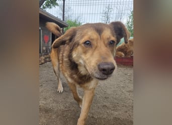 ♥CODY♥ bildhübscher, ganz verschmuster und lieber Rüde, der so die Nähe von Menschen sucht 48cm