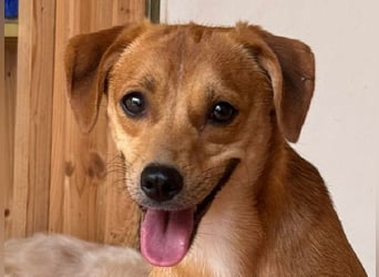 ♥PUMUCKL♥ auf Pflegestelle in Köln - zuckersüßer, kluger, sensibler "Männer"-Hund 41 cm