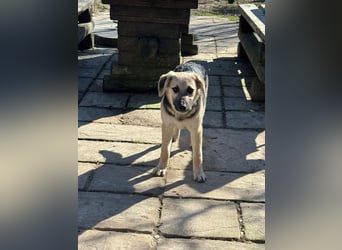 ♥DINA♥ auf Pflegestelle bei Köln-hübsches, liebes, verspieltes Welpenmädchen 42cm