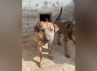 ⭐️ZICO⭐️, besonderes Seelchen, Rüde, 4 Jahre, 48 cm, Mischling, Tierschutz Rumänien