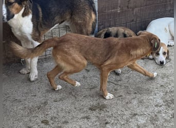 ♥BECKY♥ ab 14. Feb auf Pflegestelle bei Köln - zuckersüße, hübsche, noch vorsichtige Junghündin 45cm