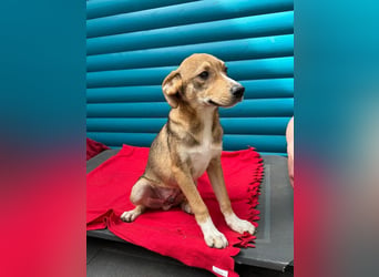 ♥HENRY♥ auf Pflegestelle bei Köln - zuckersüßer kleiner Sonnenschein 46 cm (wachsend)
