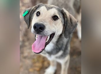 ♥BABU♥bildschöner Prachtjunge,den wir mit seinem besonderen Charme gleich ins Herz geschlossen haben