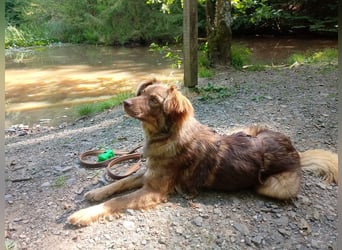 ♥BRUNJA♥ verliert ihr Zuhause bei Köln - ganz menschenbezogene, aktive Junghündin 45cm