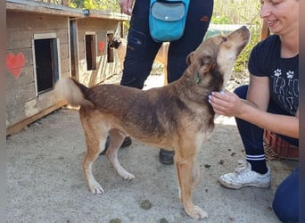 ♥CODY♥ bildhübscher, ganz verschmuster und lieber Rüde, der so die Nähe von Menschen sucht 48cm