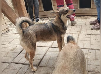 ♥NASIRA♥ fröhliche, verschmuste und aufgeschlossene Hundedame 50 cm