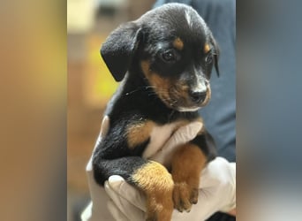 ⭐️Mokka ⭐️, sanfter Welpe, Rüde, 3 Monate, 20 cm (im Wachstum), Mischling, Tierschutz Rumänien