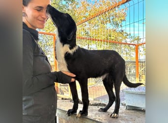 ♥MIRU♥ bezaubernder, lieber, zutraulicher, fröhlicher Jungrüde, der alles richtig machen möchte 47cm