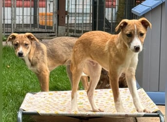 ♥HEINER♥ neu auf Pflegestelle bei Köln - niedlicher, sehr zutraulicher Welpe 48cm (wachsend)