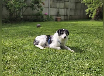 ♥FLORENCE♥ neu auf Pflegestelle in Köln - bezaubernde, anfangs noch vorsichtige Hündin 47 cm