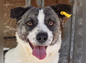 ♥SALLY♥ bildhübsche, ausgesprochene temperamentvolle und ganz menschenbezogene Hündin 46 cm