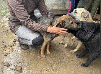 ♥MARCO♥ süßer, ganz lieber und menschenbezogener Rüde mit sanftem Charakter 46 cm