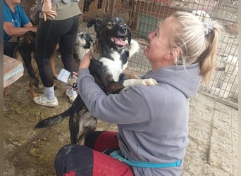 ♥HEIKO♥ zarter, ganz verschmuster und menschenbezogener Jungrüde 49 cm