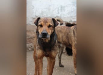⭐️ZITA⭐️, treue Seele, Hündin, 4 Jahre, 44 cm, Mischling, Tierschutz Rumänien