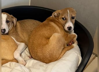 ♥HEINER♥ neu auf Pflegestelle bei Köln - niedlicher, sehr zutraulicher Welpe 48cm (wachsend)