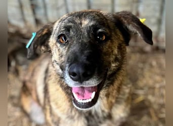 ♥JOELINA♥ super liebe, verschmuste hübsche gestromte Hündin 49 cm