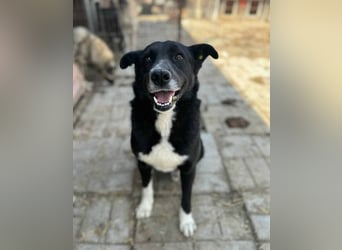 ♥ACHIM♥ absolut lieber, verschmuster Rüde, der schon 2 Jahre im Tierheim wartet 48 cm