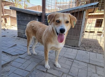 ♥ROMY♥ wunderschöne, unglaublich verschmuste Traumhündin 45 cm