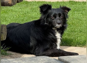 ♥ZELDA♥ auf Pflegestelle in Köln - ganz niedliche, kleine, noch etwas unsichere Hündin 41cm